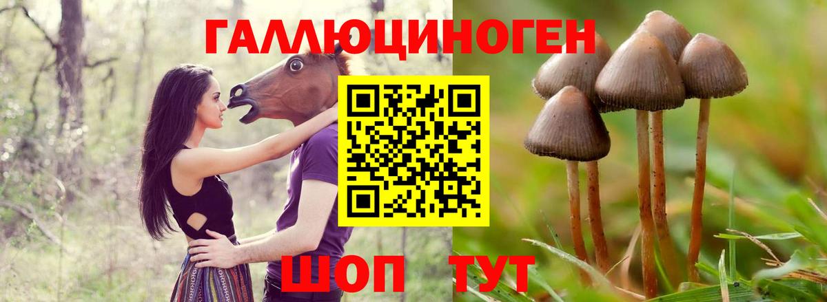 Галлюциногенные грибы Psilocybine cubensis Бор