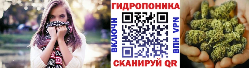 Конопля сатива Бор